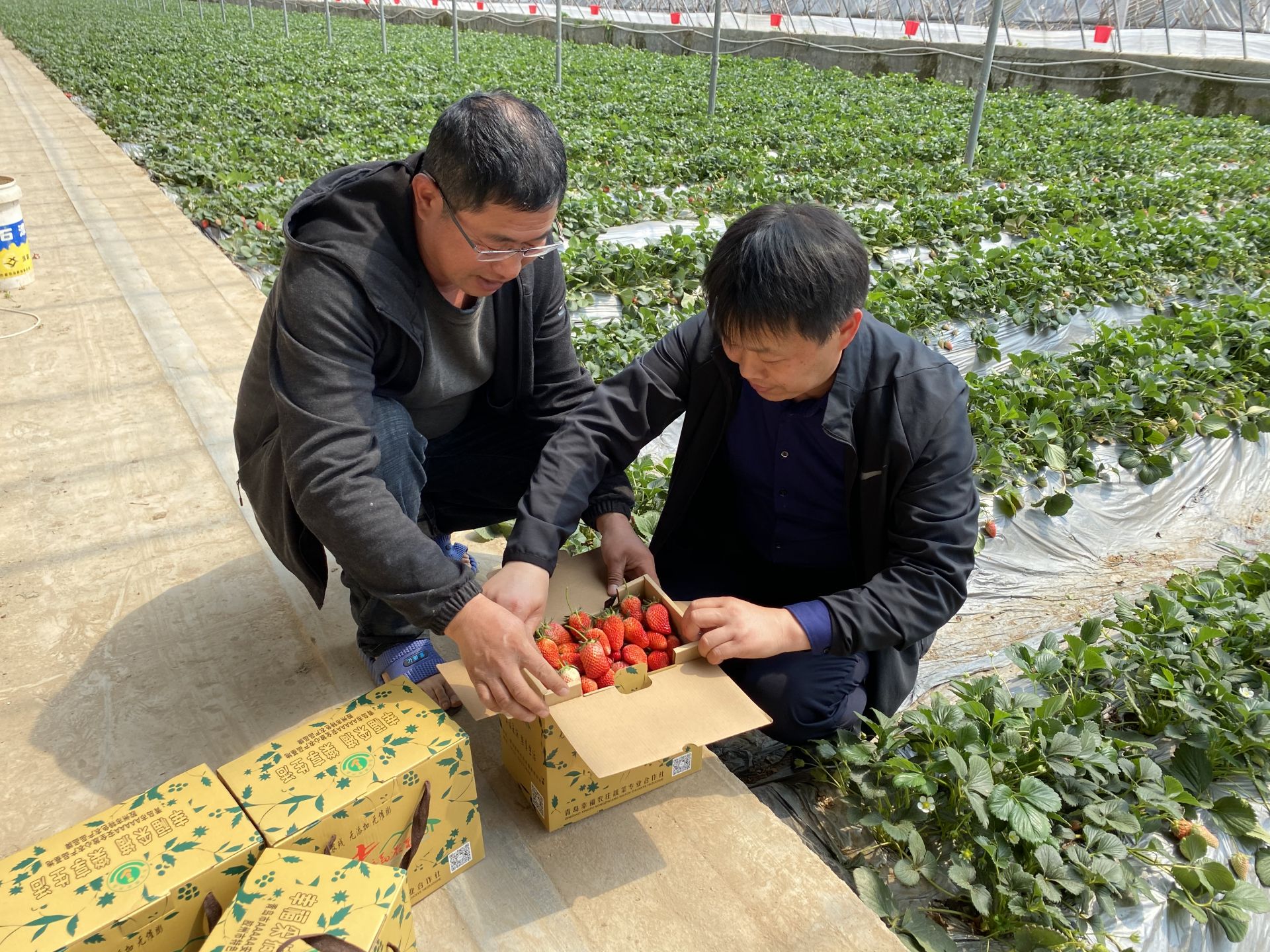 胶州80后副书记直播带货促销售让村民鼓起 钱袋子