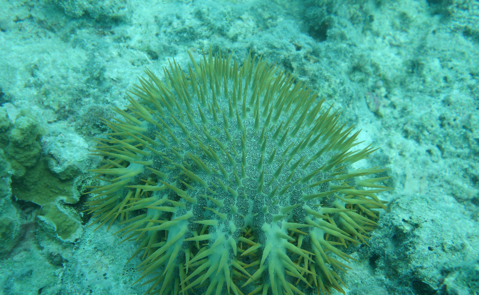 海洋热浪里的"白色巨塔" 以珊瑚为食的"魔鬼海星"-青岛海洋发展网