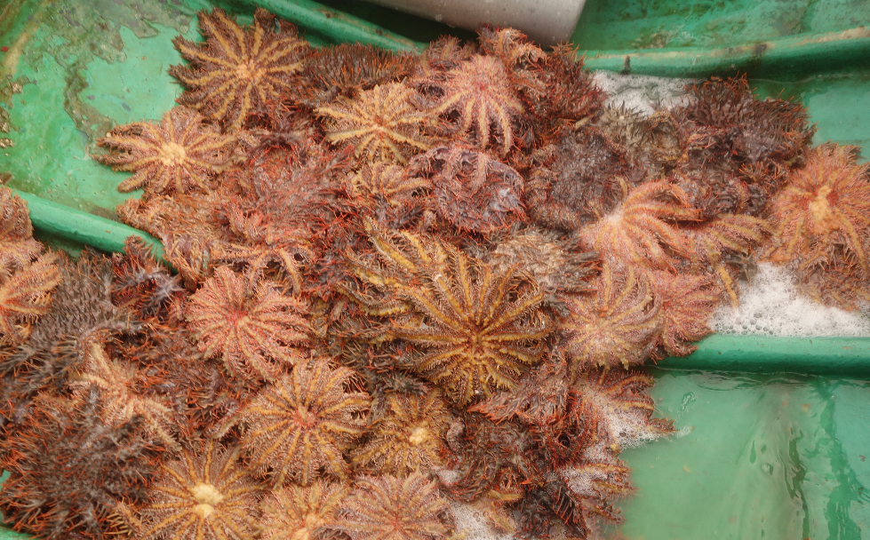 海洋热浪里的"白色巨塔" 以珊瑚为食的"魔鬼海星"-青岛海洋发展网