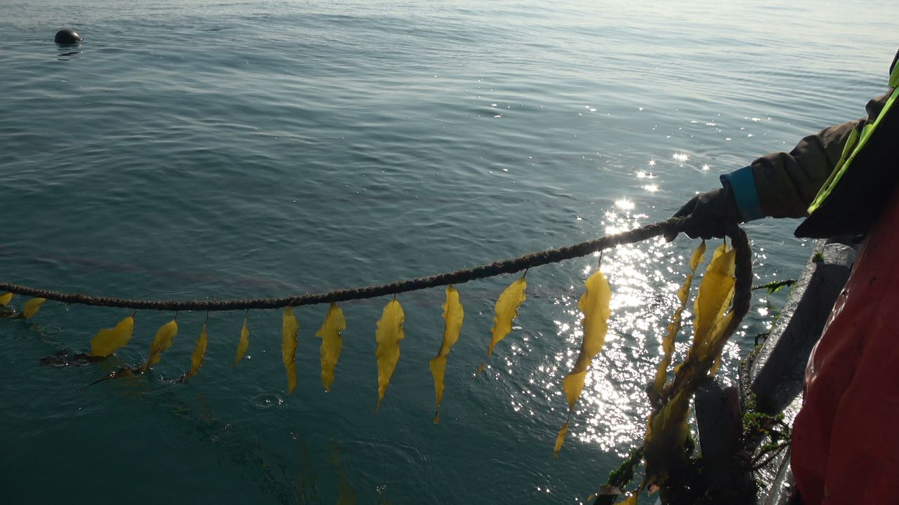 水产新品种杂交海带中宝1号上榜推动我国海带良种产业化发展