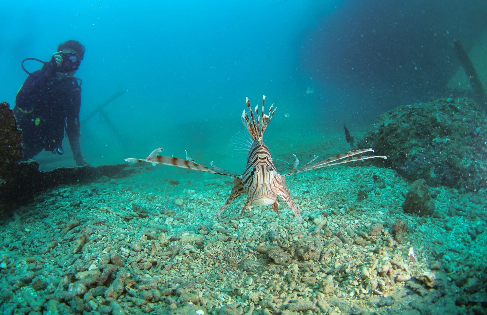 分界洲岛的水下世界-青岛海洋发展网