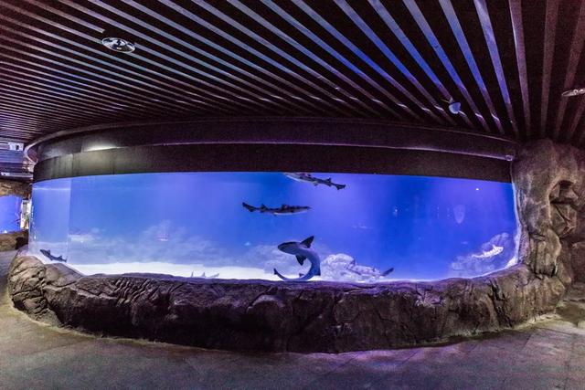 语)的青岛水族馆和青岛海底世界景区已经成为一个有独特海洋文化内涵